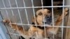 Örökbe fogadásra váró kutya a Szentendrei Árvácska Állatvédő Egyesület menhelyén 2014. január 8-án