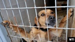 Örökbe fogadásra váró kutya a Szentendrei Árvácska Állatvédő Egyesület menhelyén 2014. január 8-án