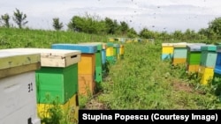 Apicultorii din România spun că folosirea neonicotinoidelor decimează populațiile de albine.
