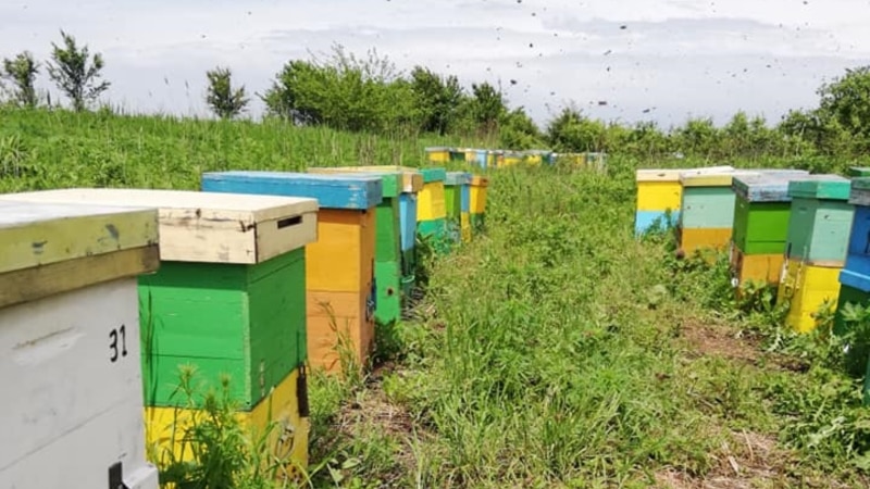 Uniunea Europeană inițiază acțiuni legale împotriva României din cauza folosirii de insecticide periculoase pentru albine