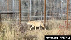 Волчица с вздувшимся животом из Херсонского зооуголка в «Тайгане»