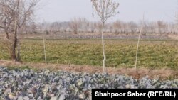 دهقانان در هرات بخشی از زمین های خود ر به کشت سبزیجات و ترکاری اختصاص داده اند