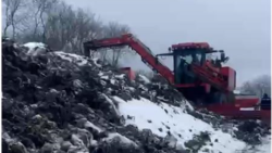 Fermieri din R. Moldova recoltează sfecla de zahăr la mijlocul iernii