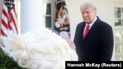 Президентът на САЩ Доналд Тръмп традиционно помилва пуйка в Деня на благодарността, 26 ноември.