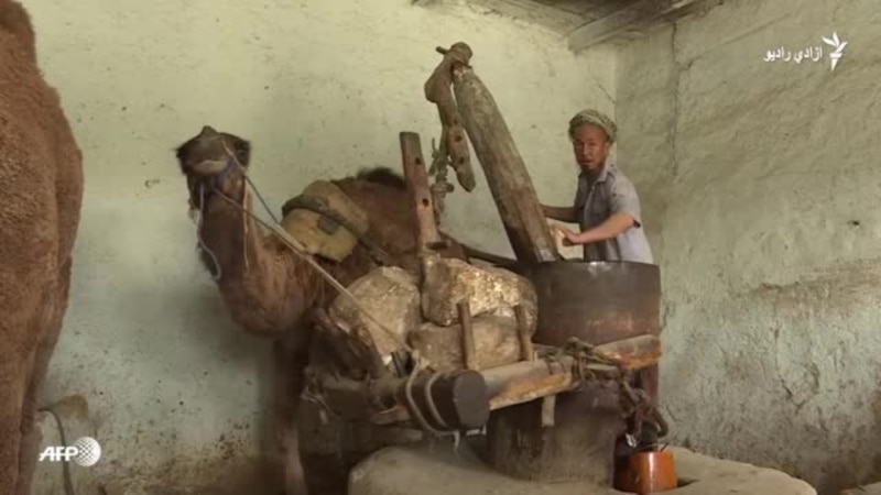 افغانستان کې د غوړو جوړولو یوه دودیزه طریقه
