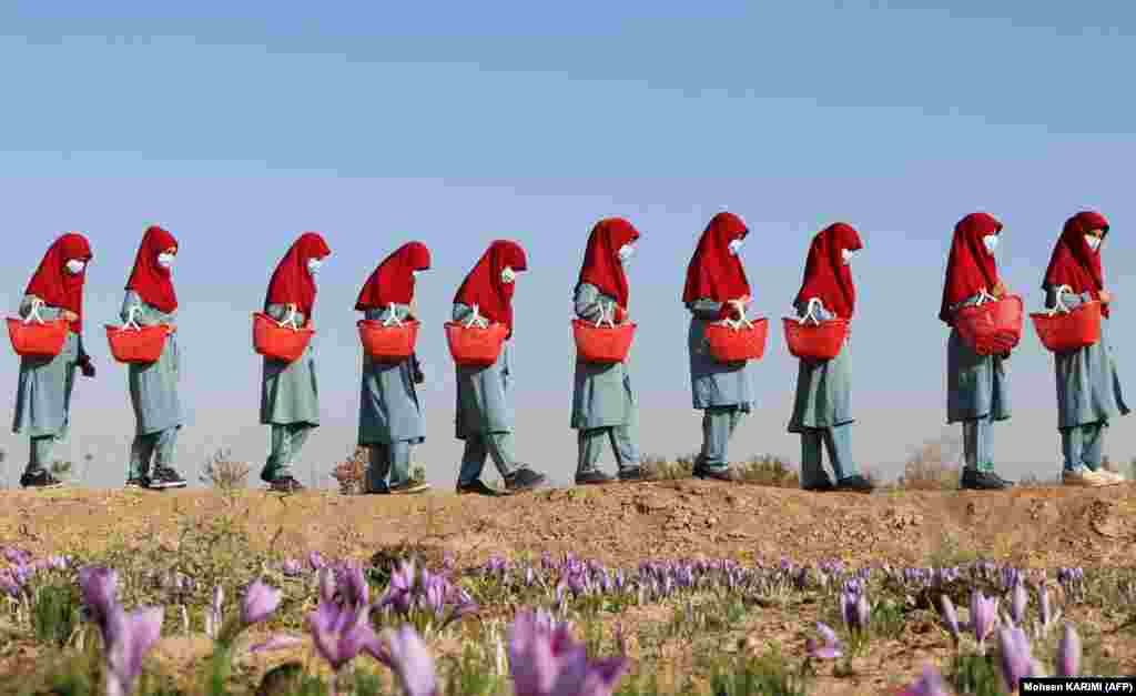 Afghan women carry baskets of saffron flowers in a field on the outskirts of Herat Province.