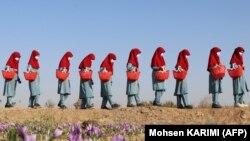 بیش از ۹۵ درصد زعفران افغانستان در ولایت هرات به دست می‌آید.