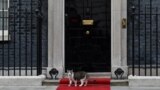 London, UK -- Larry the cat stands on a red carpet outside 10 Downing Street in central London