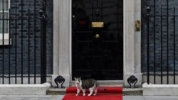 Mačak Larry ispratio i četvrtog premijera