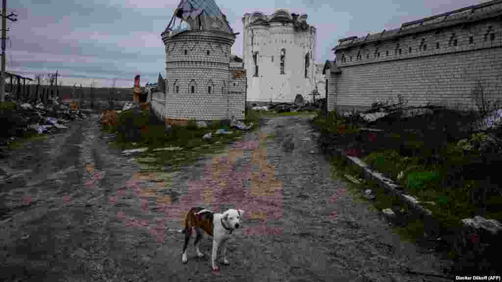 Одинокая собака на территории Свято-Георгиевского скита