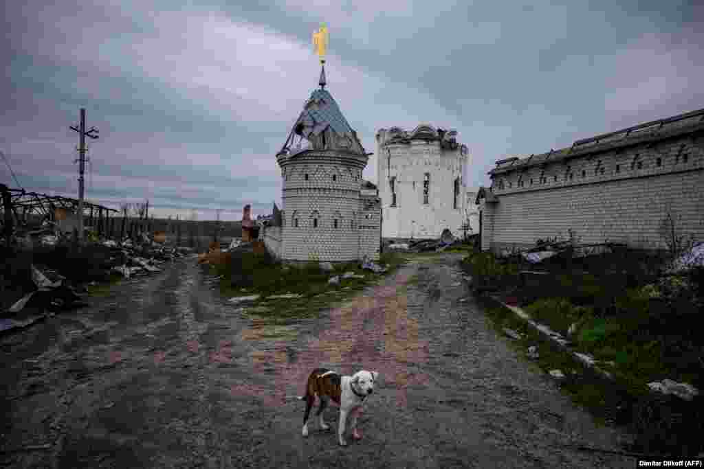 Un câine abandonat&nbsp; în complexul Sf.Gheorghe de la Dolîna, 2 noiembrie 2022.&nbsp; Pe 27 mai, la câteva zile după distrugerea mânăstirii Dolîna, Biserica Ortodoxă Ucrineană afiliată Patriarhiei de la Moscova a rupt relațiile cu Rusia din cauza invaziei din Ucraina.