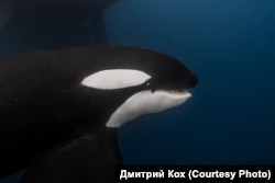 ცელნამგალა ვეშაპი (Orcinus orca) - წყლის ძუძუმწოვარი ცხოველი დელფინისებრთა ოჯახისა ზღვის ბინადართა შორის ერთ-ერთ ყველაზე უფრო აგრესიულ ცხოველად ითვლება. კონტრასტულად მოშავო-მოთეთრო ფერისაა. აქვთ 13 სმ-მდე სიგრძის მასიური კბილები, მამრის სხეულის სიგრძეა 9-10 მ, წონა 7,5 ტ;