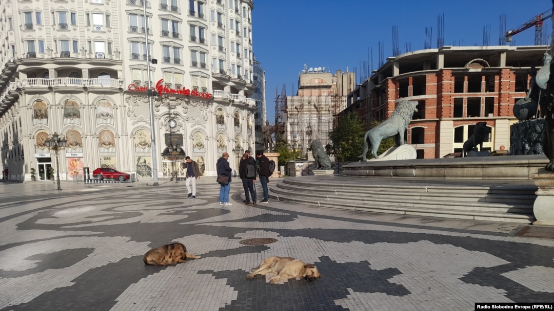 Бездомни кучиња во Скопје