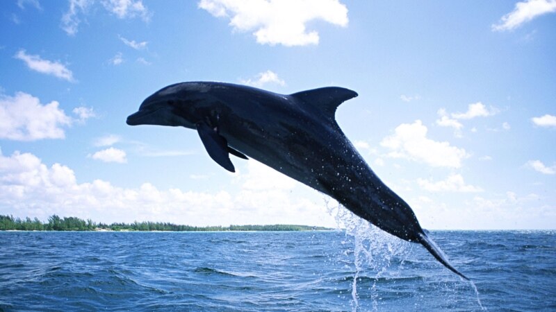 За март в Черном море погибли 130 дельфинов – эколог