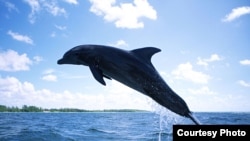 Дельфин. Иллюстративное фото