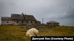Белые медведи на чукотском острове Колючин