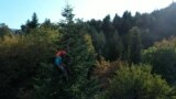 Europe's Christmas Trees Born In The Mountains Of Georgia GRAB