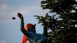 Europe's Christmas Trees Born In The Mountains Of Georgia