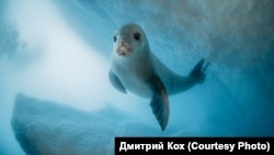 Тюлень-краболов, Антарктида