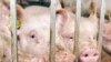Ukraine Bans Some Russian Pork Imports
