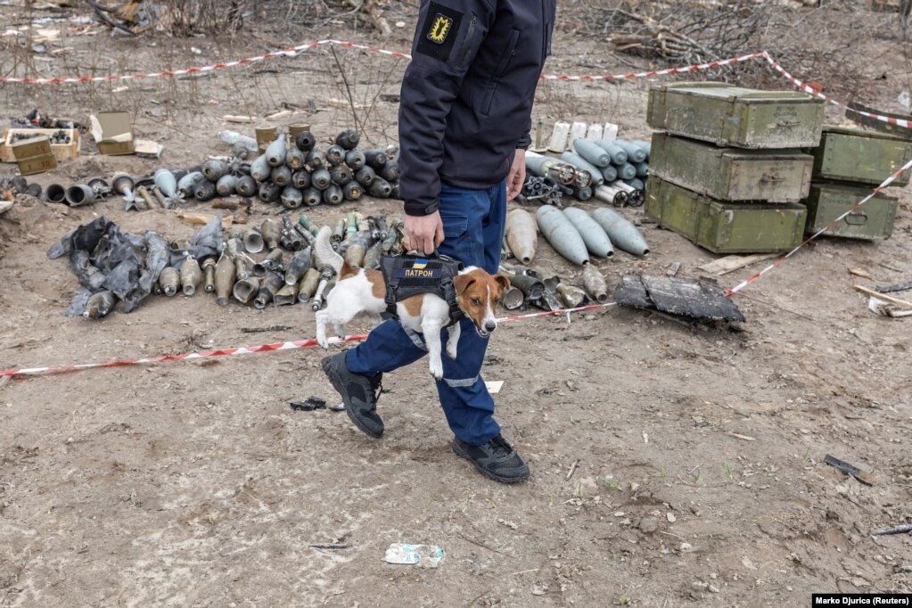 Një anëtar i një ekipi ukrainas për asgjësimin e mjeteve shpërthyese mban një qen të quajtur Patron, pranë Çernihivit. Qeni është i trajnuar për të nuhatur pajisje shpërthyese.
