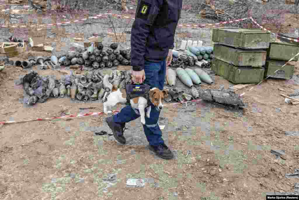 Egy ukrán tűzszerészcsapat tagja viszi Patront Csernyihiv közelében április 6-án. A Jack Russell terriert robbanószerkezetek kiszimatolására képezték ki &nbsp;