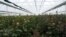 Armenia - A flower greenhouse near Gyumri, April 9, 2022.