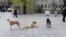 Stray dogs in Prishtina. April, 2022.