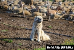 Një qen i Sharrit duke ruajtur kopenë.