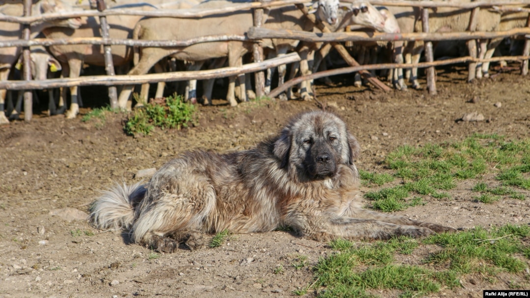 Kosovo - Story about Shar Mountain dog, undated