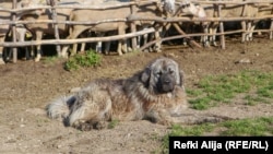 Kosovo - Story about Shar Mountain dog, undated