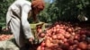 الکوزی: ظرف چند روز ۱۵ هزار تن انار به خارج صادر شده است