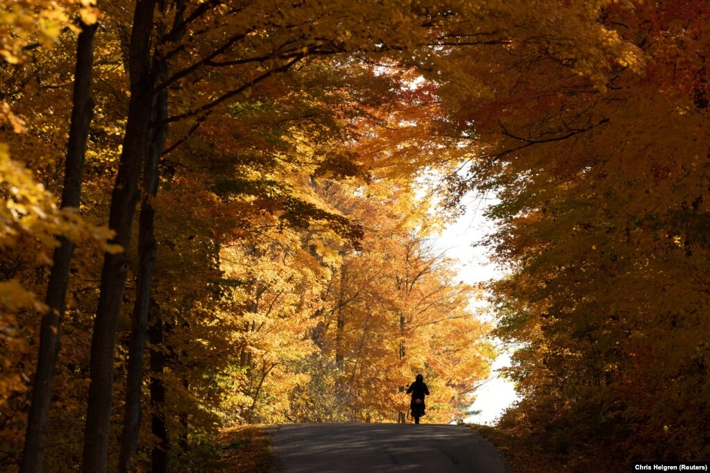 Një motoçiklist duke vozitur nën një gjethnajë vjeshtore në një pyll në Ontario, Kanada, më 22 tetor.