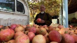 Садоводство – источник заработка для туркмен в Таджикистане 