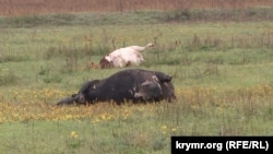 Вбиті внаслідок обстрілів корови у с. Ольгине