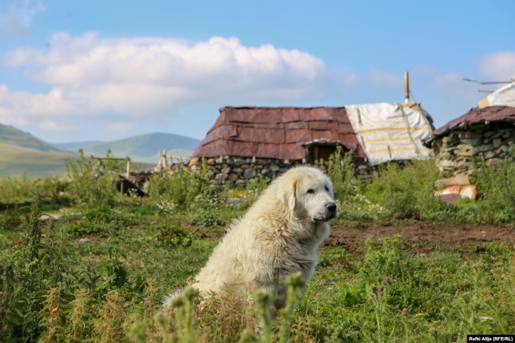Për pronarët e tyre, qentë e Sharrit janë pjesë e familjes.