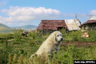 Për pronarët e tyre, qentë e Sharrit janë pjesë e familjes.