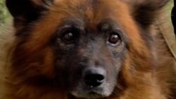 Iz ruševina u Ukrajini izvlače i preživjele životinje