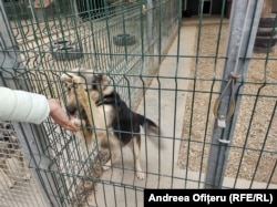 Unii dintre câinii abandonați în Ucraina din cauza războiului se află la Cernavodă.