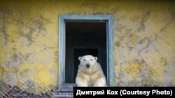 Белый медведь, остров Колючин, Чукотка