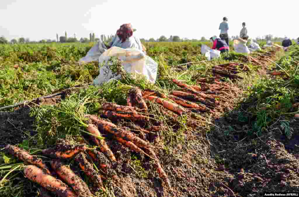 Fermerin sözlərinə görə, soyuq aylarda çıxarılan köklər şaxtanın təsirindən daha dadli və şirin olacaq.