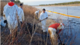 Russia - oil spill in Komi regon- Kolva River - screen grab from video by WWF Russia