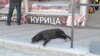 Шторм в Сочи и борьба с убийствами бродячих собак в Астрахани 