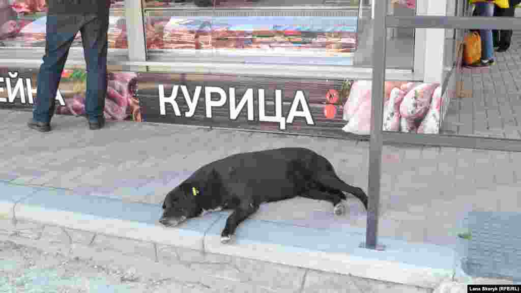Уличная собака дремлет рядом с мясным киоском