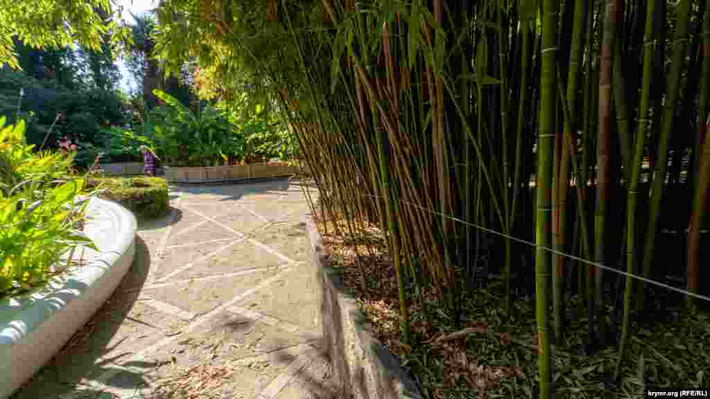За ставком &ndash; зарості бамбука. Всього на Землі є до 600 видів цієї стрункої, гнучкої теплолюбної рослини. 16 найбільш морозостійких видів бамбука росте в Нікітському саду