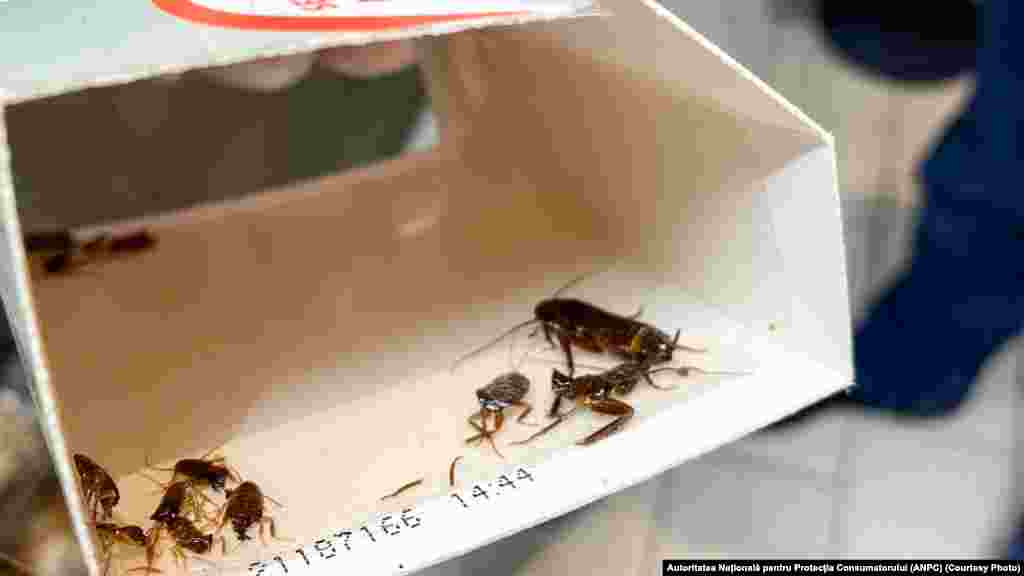 În controlul de miercuri din supermarketurile din Ploiești, inspectorii au găsit zeci de gândaci printre produsele alimentare