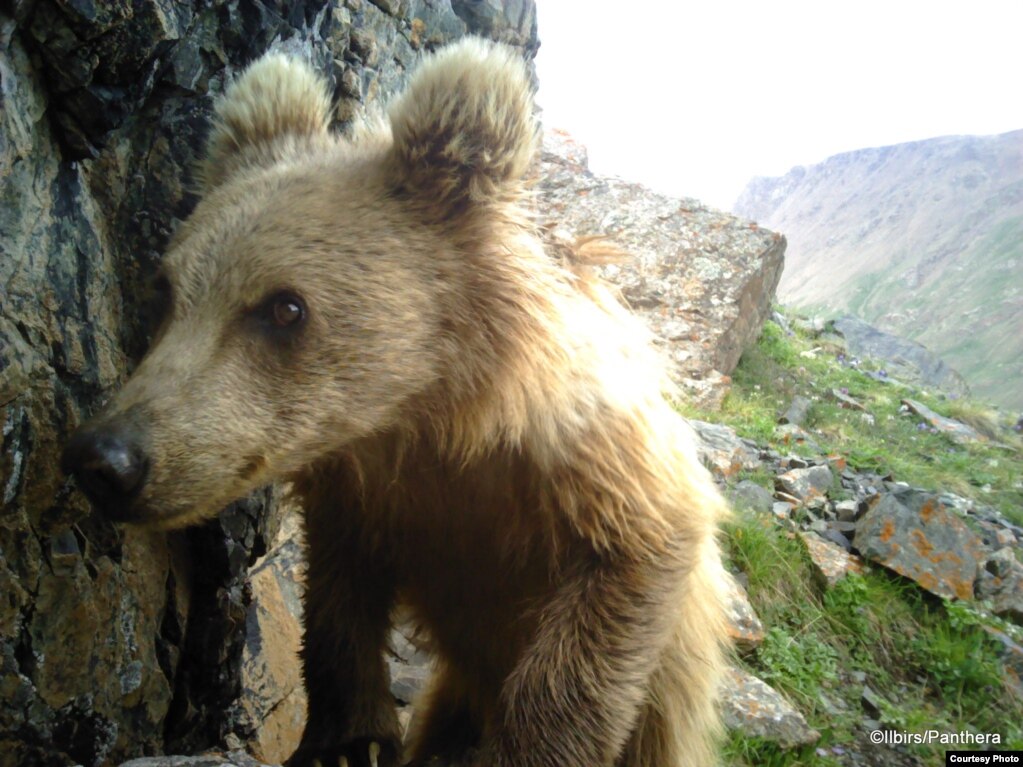 A curious bear is caught on camera by a UN photo trap in Kyrgyzstan.