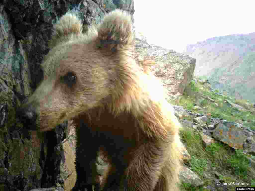 Медведь заснят на камеру ООН в Кыргызстане