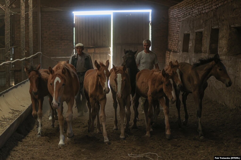 Лошади на ферме Анатолия Горбачева. Село Чеботарево, Западно-Казахстанская область, 27 августа 2021 года