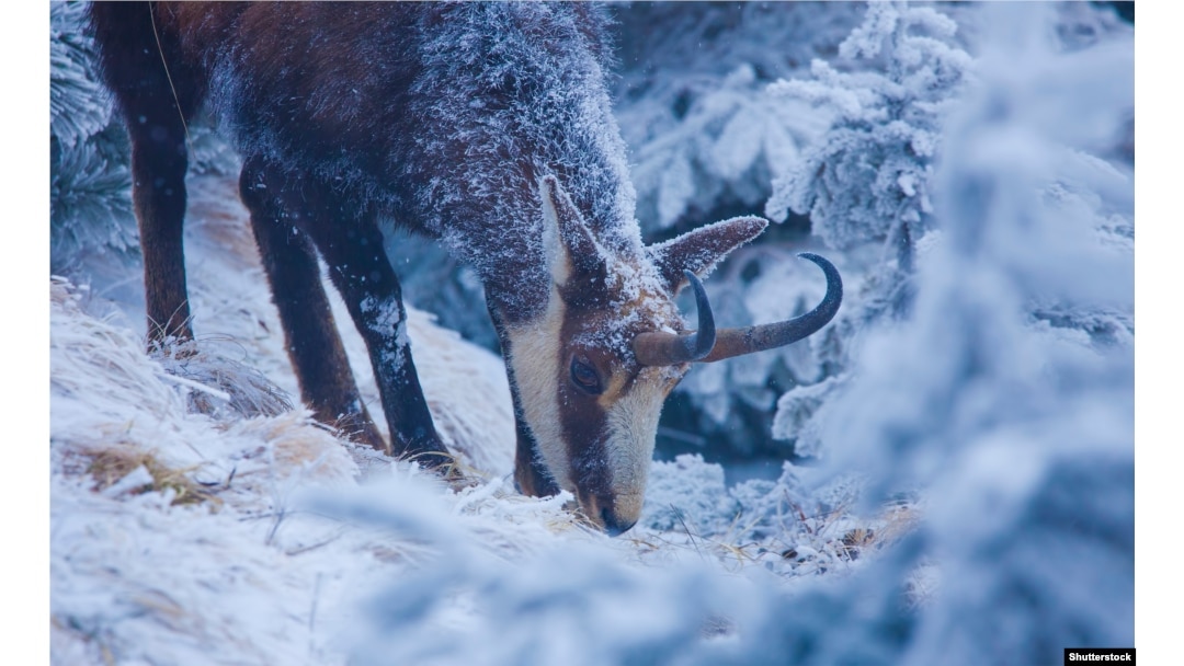 A chamois grazes on grass underneath the winter snow.